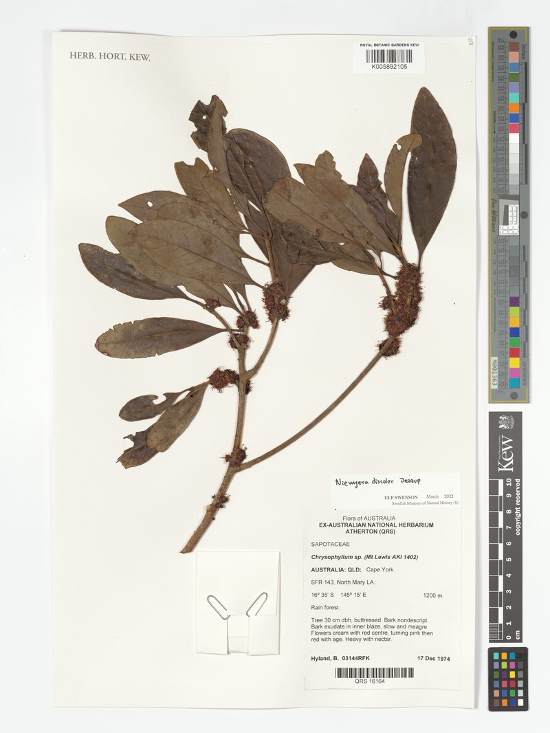 Niemeyera discolor photo 5