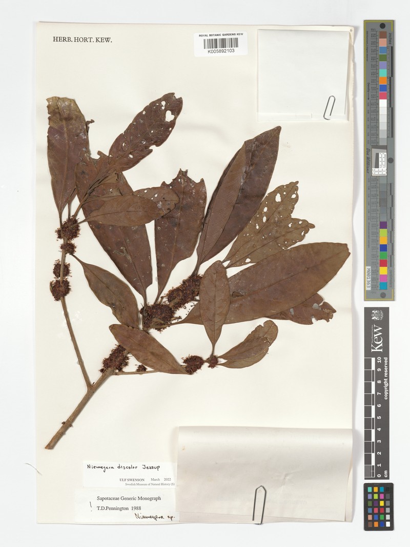 Niemeyera discolor photo 6