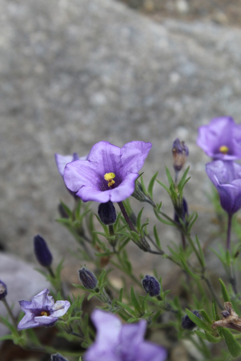 Nierembergia pulchella var. pulchella