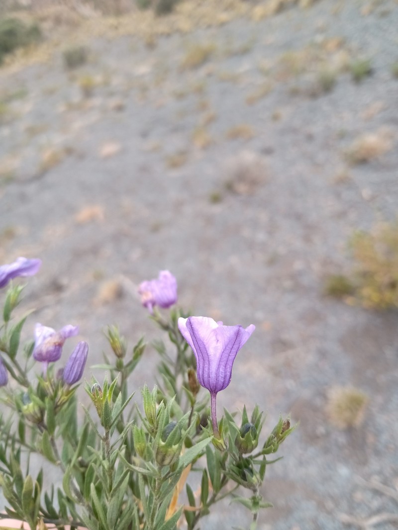 Nierembergia pulchella var. pulchella photo 2