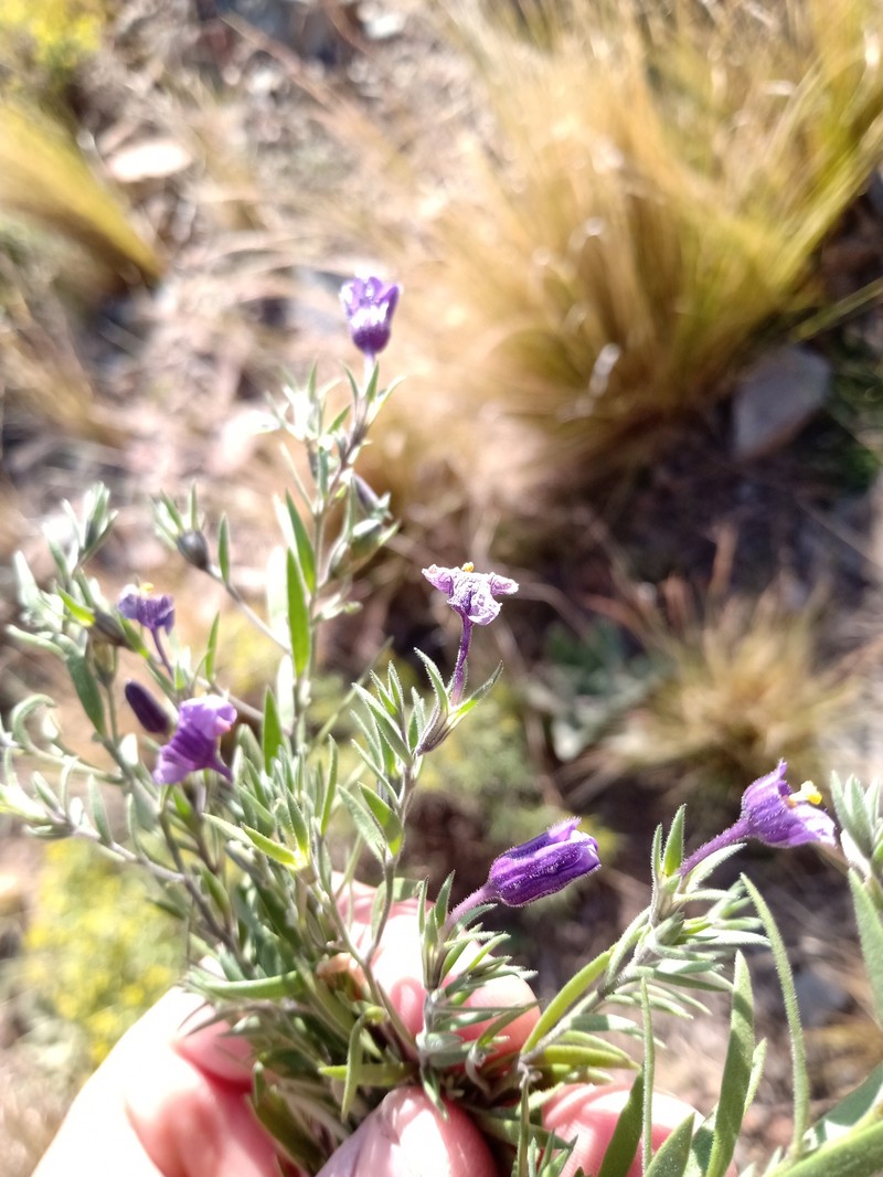 Nierembergia pulchella var. pulchella photo 3