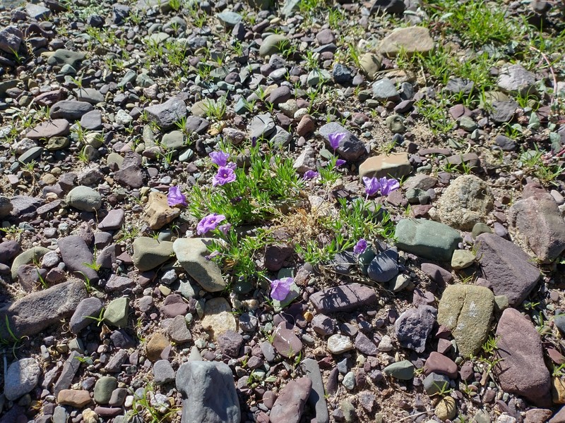 Nierembergia pulchella var. pulchella photo 4