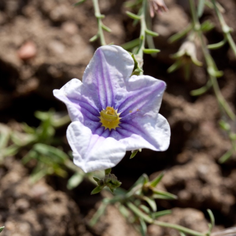 Broom Cupflower photo 2