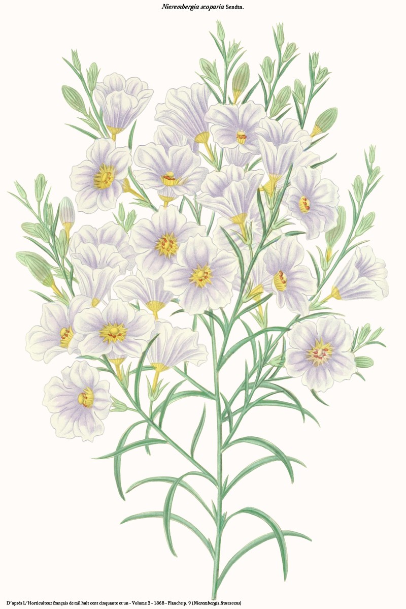 Broom Cupflower photo 3
