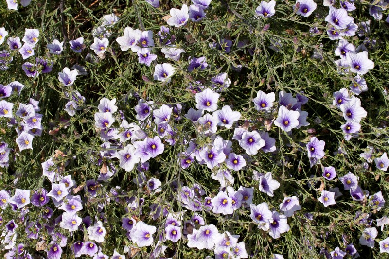 Broom Cupflower
