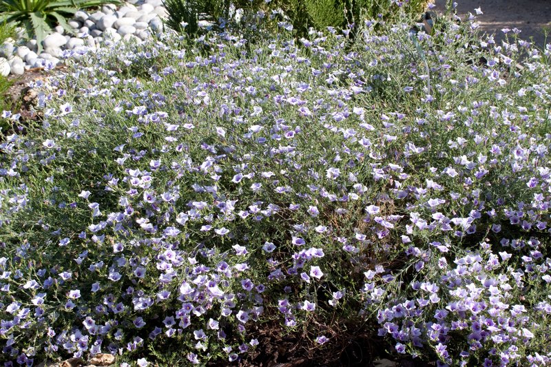 Broom Cupflower photo 4