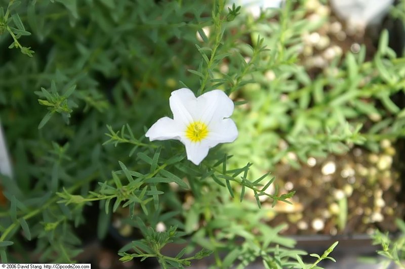Broom Cupflower photo 5