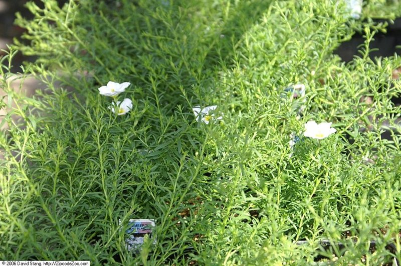 Broom Cupflower photo 6