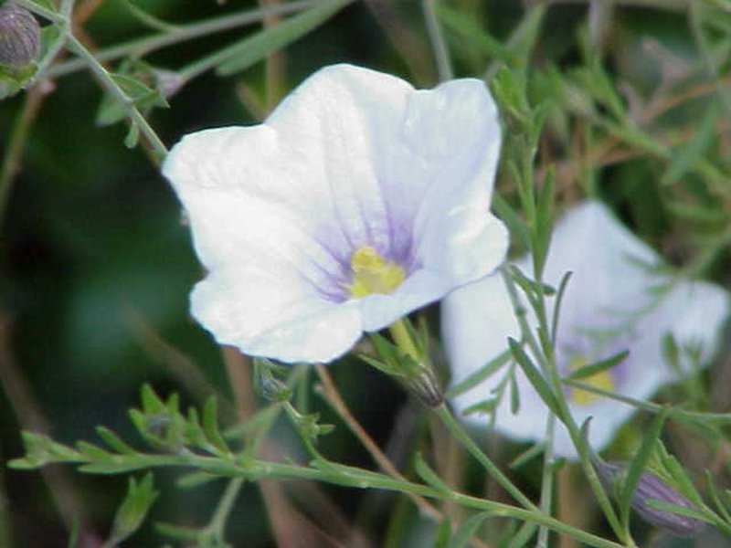 Broom Cupflower photo 7