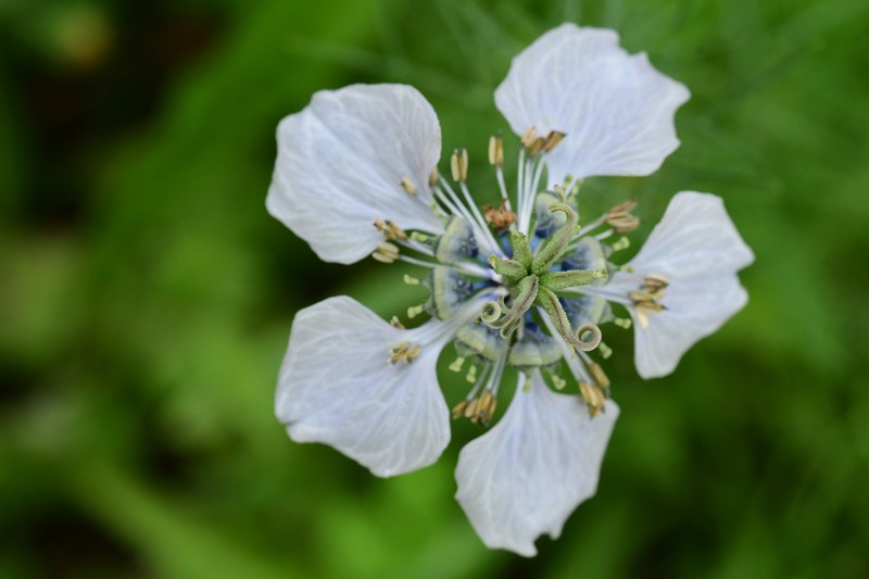 Nigella arvensis subsp. arvensis