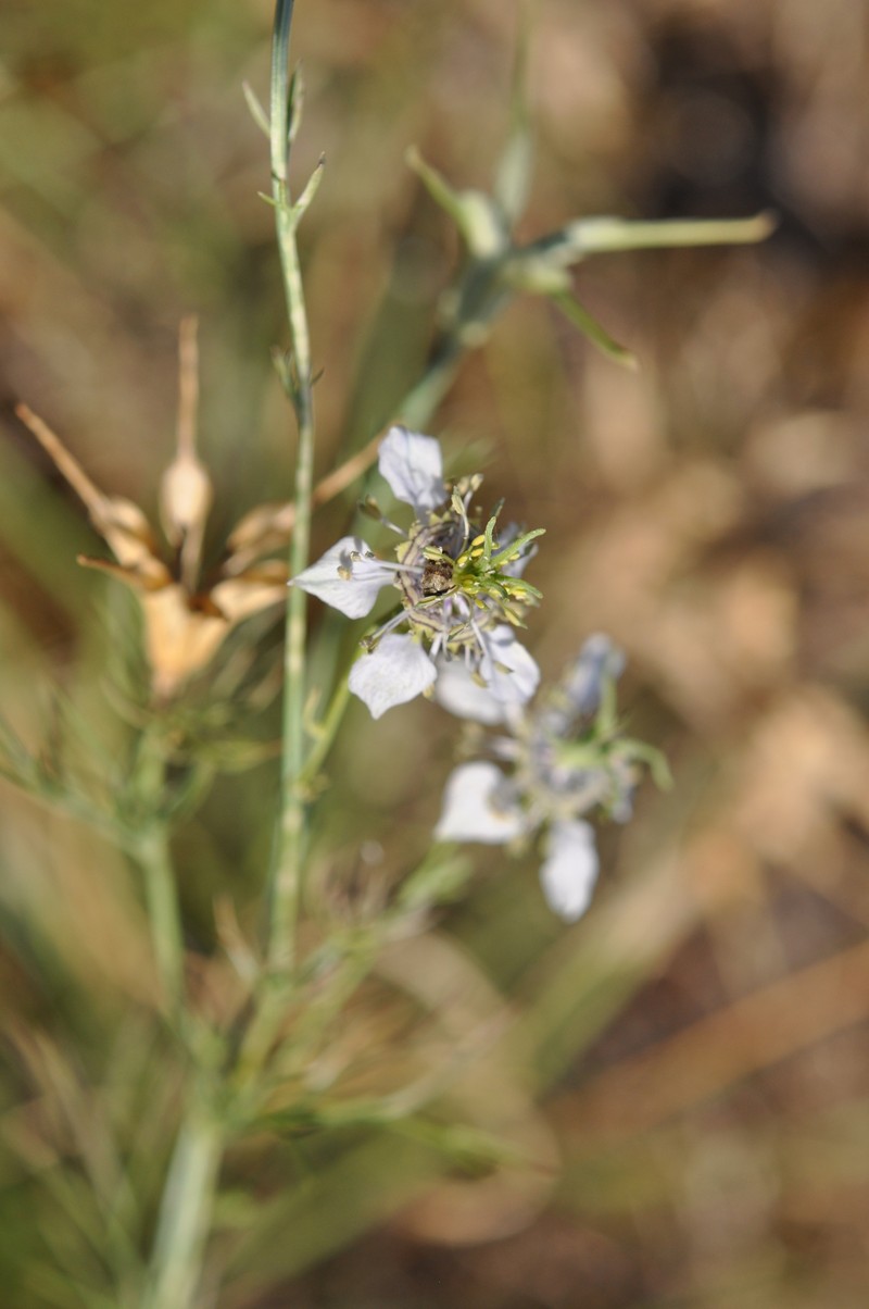 Nigella arvensis subsp. arvensis photo 2