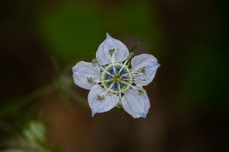 Nigella arvensis subsp. arvensis photo 3