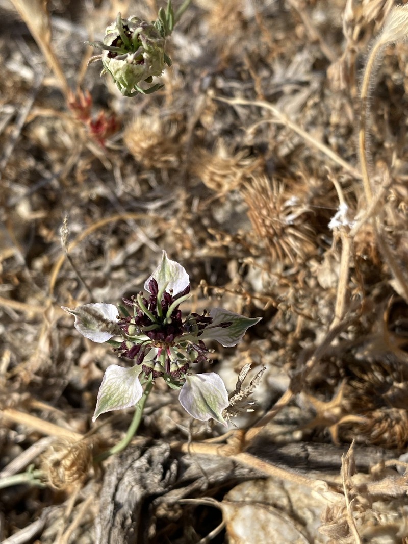 Nigella degenii subsp. barbro