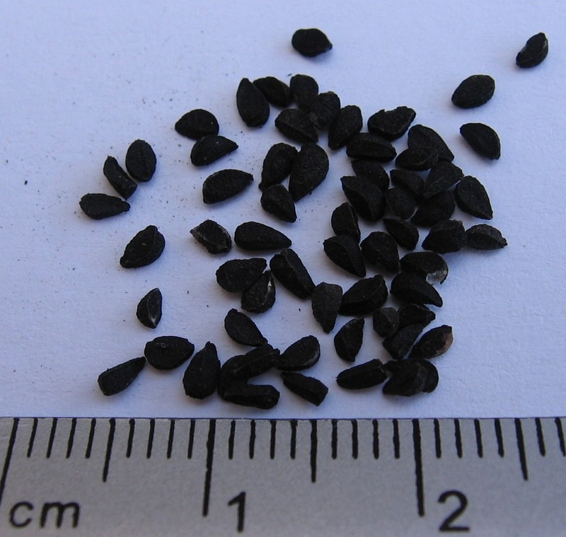 Black Cumin photo 5