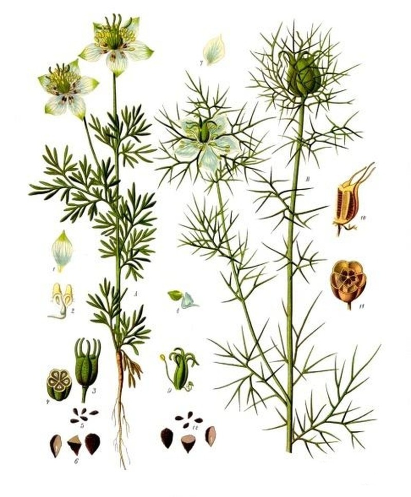Black Cumin photo 2