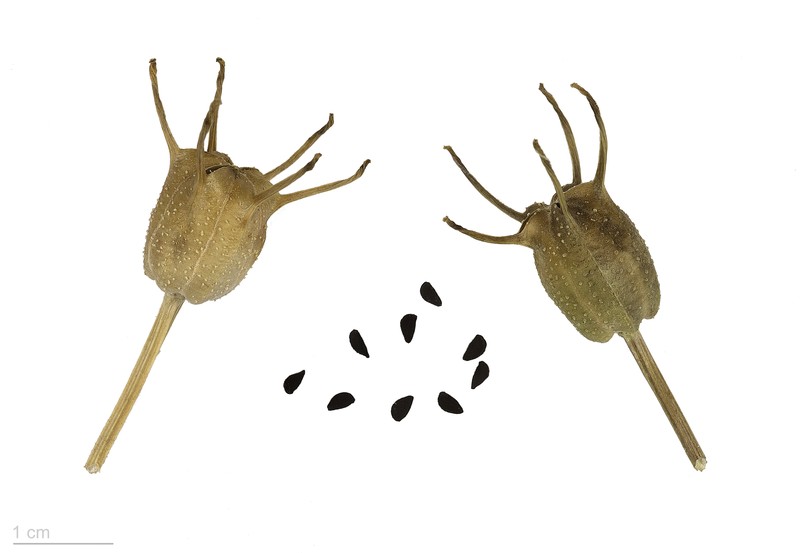 Black Cumin photo 3
