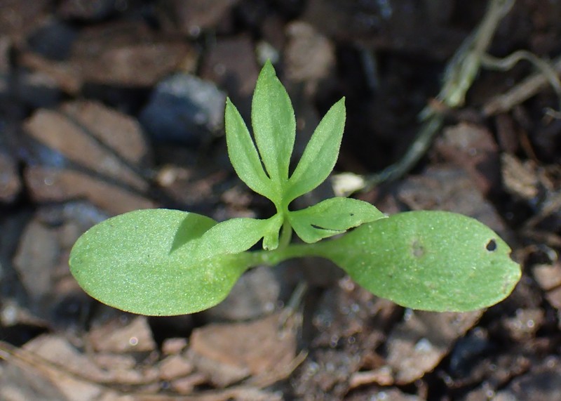Black Cumin photo 4