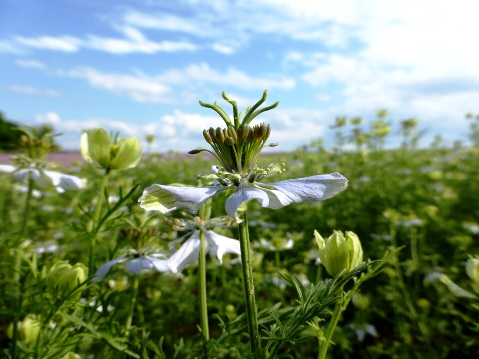 Black Cumin photo 7