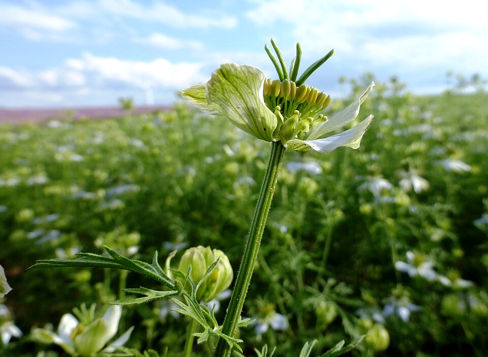 Black Cumin photo 8