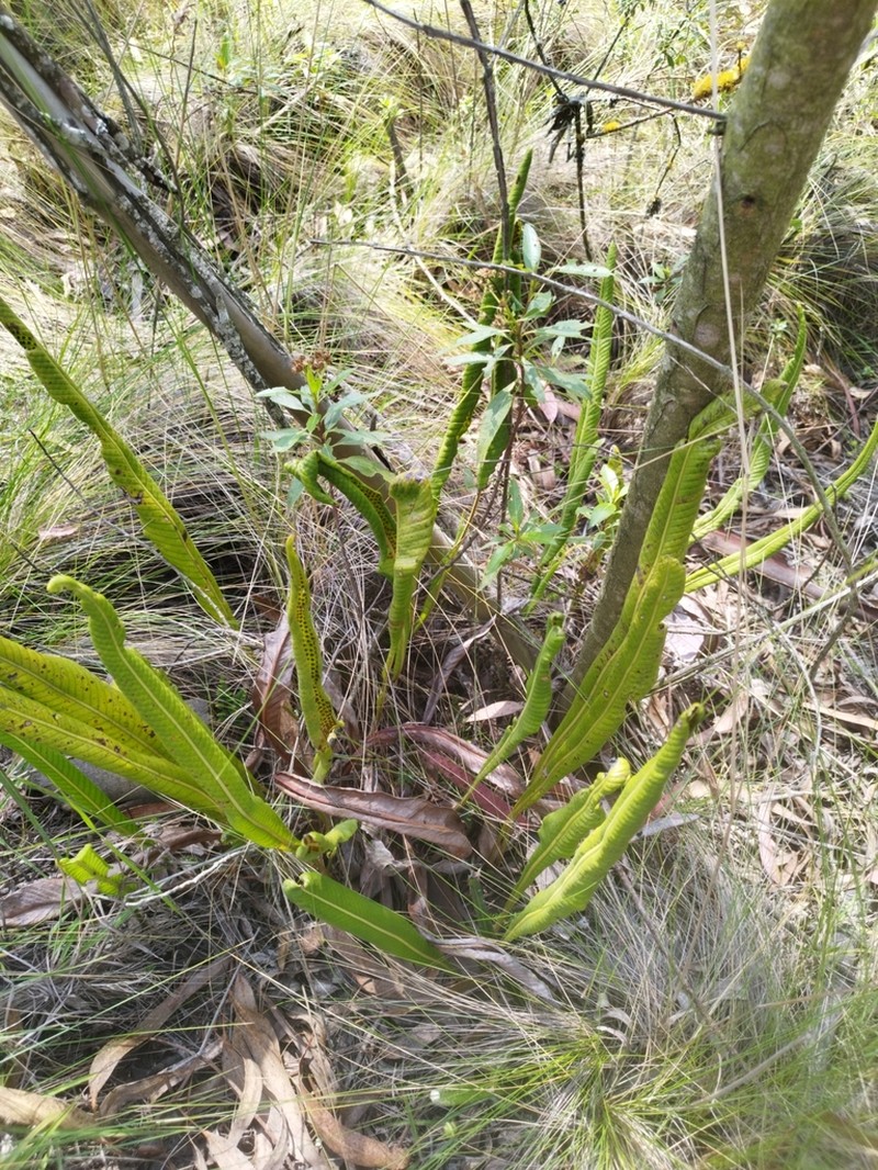 Niphidium albopunctatissimum