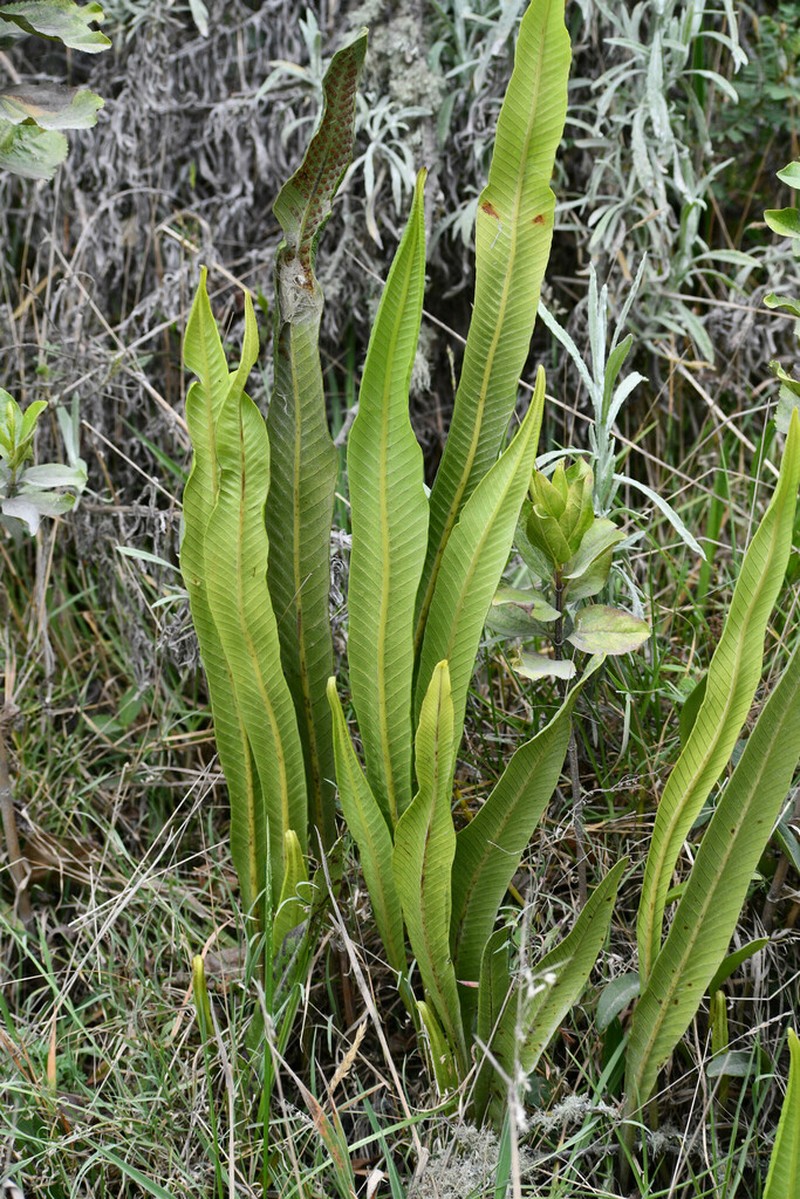Niphidium albopunctatissimum photo 2