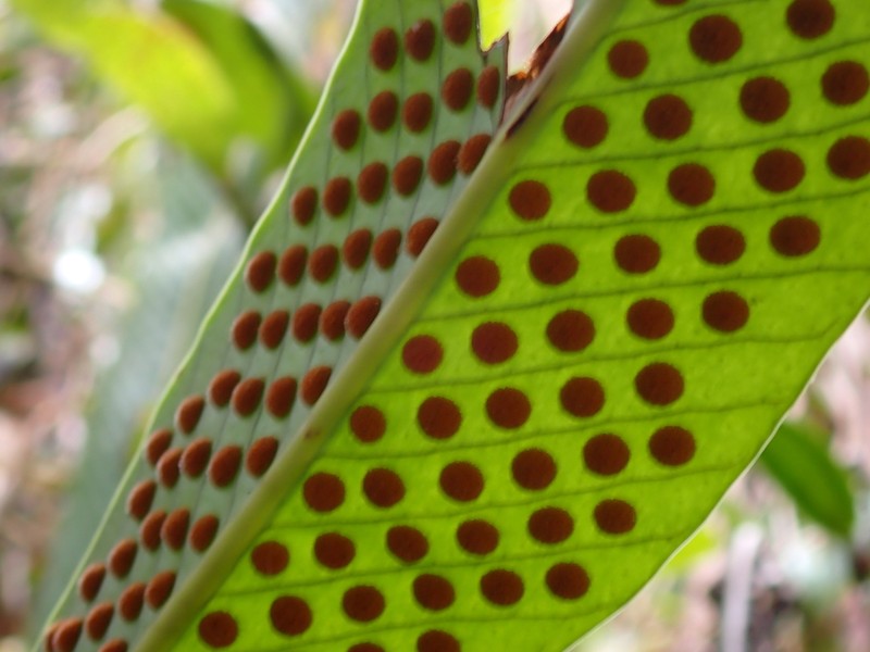 Niphidium albopunctatissimum photo 3