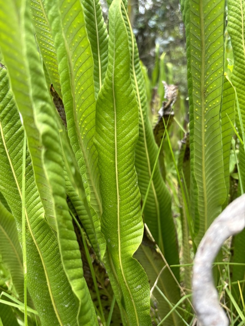 Niphidium albopunctatissimum photo 5