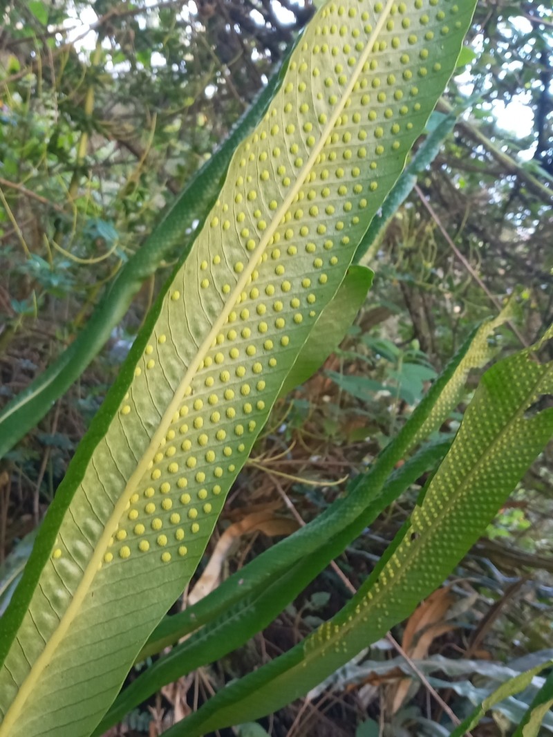 Niphidium albopunctatissimum photo 6