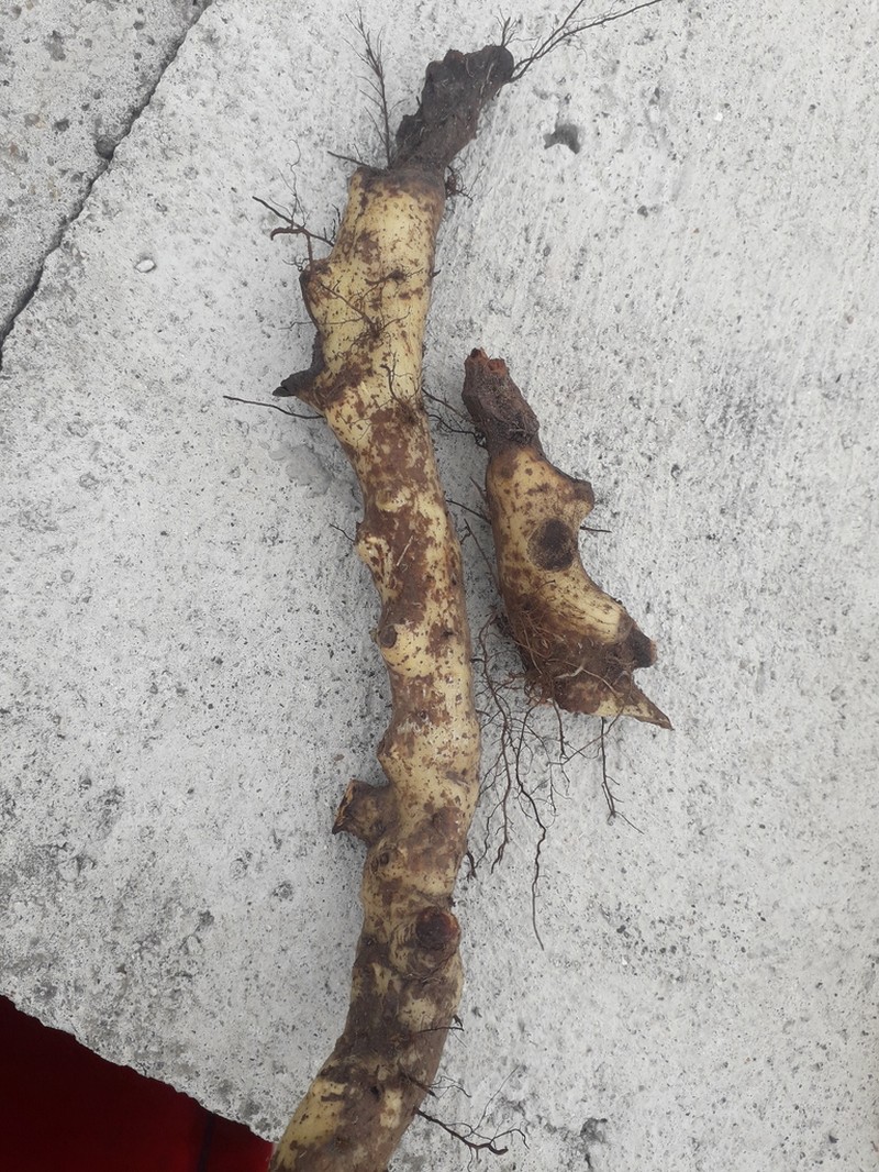 Niphidium albopunctatissimum photo 8