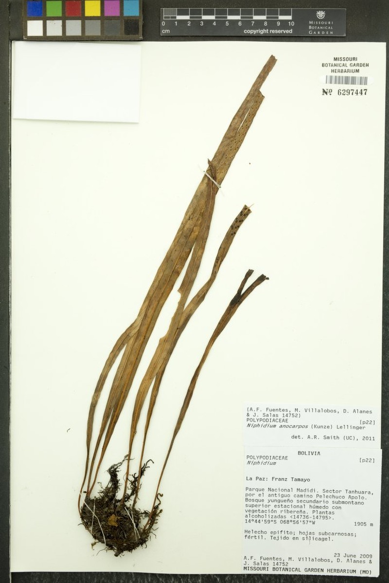 Niphidium anocarpos