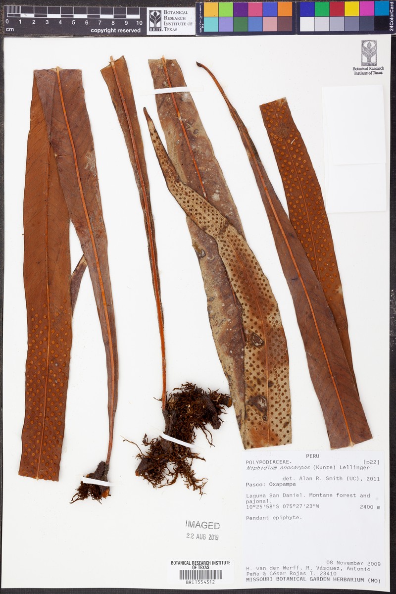 Niphidium anocarpos photo 2