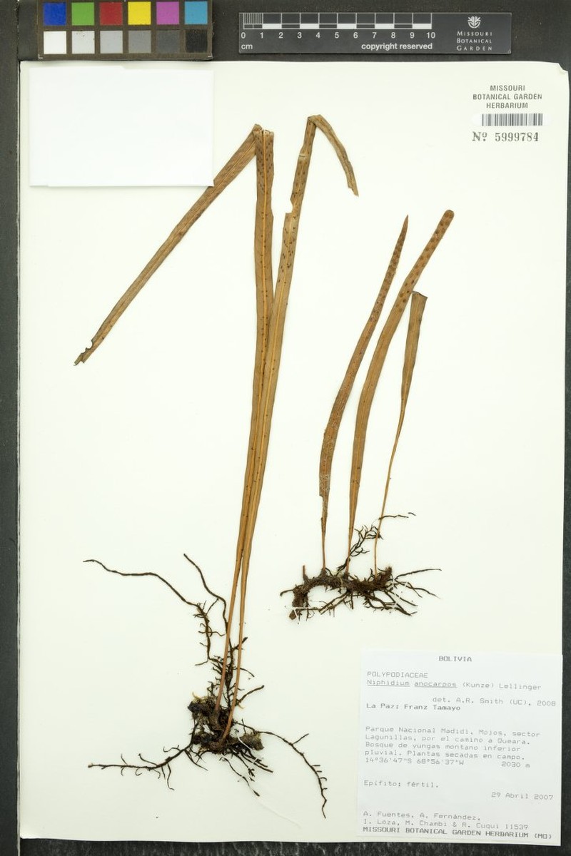 Niphidium anocarpos photo 3