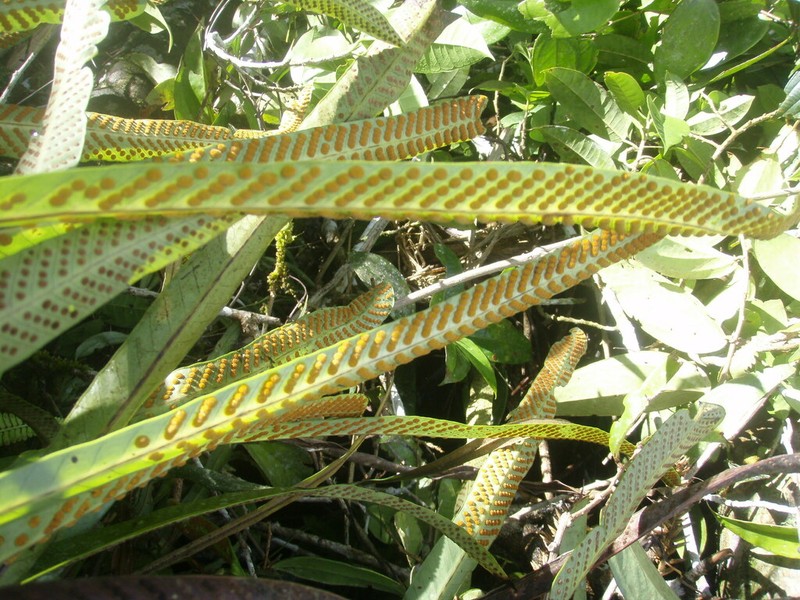 Niphidium carinatum
