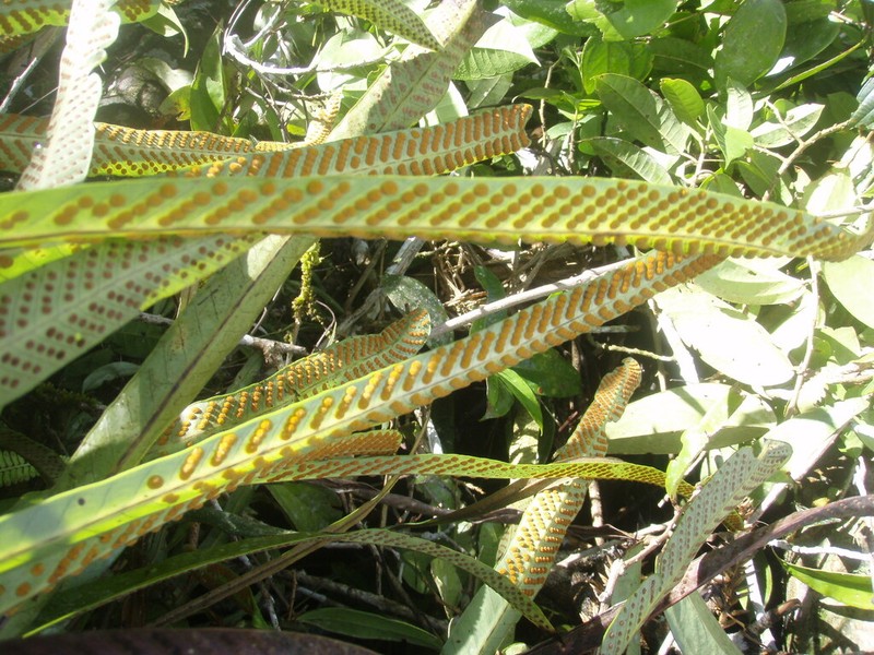 Niphidium carinatum photo 2