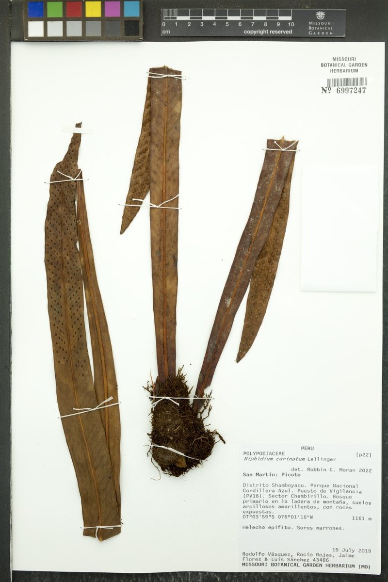 Niphidium carinatum photo 3