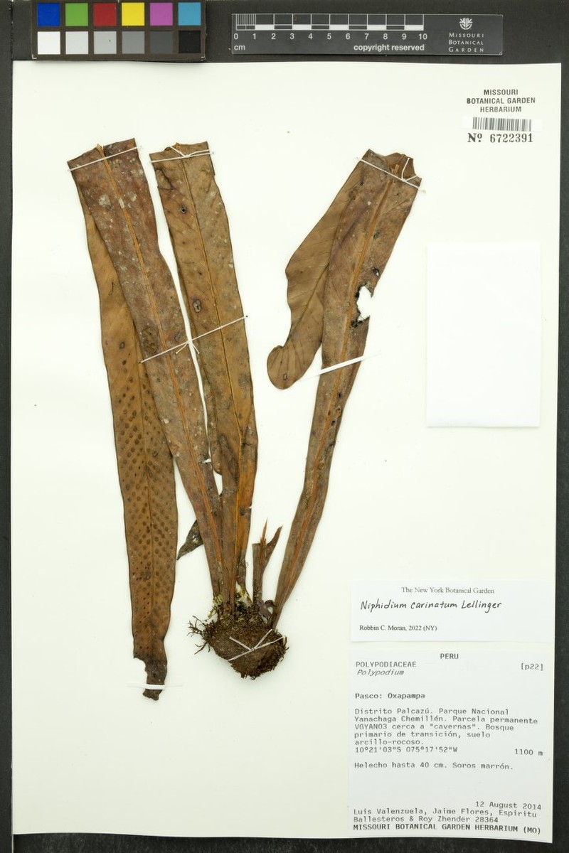 Niphidium carinatum photo 4