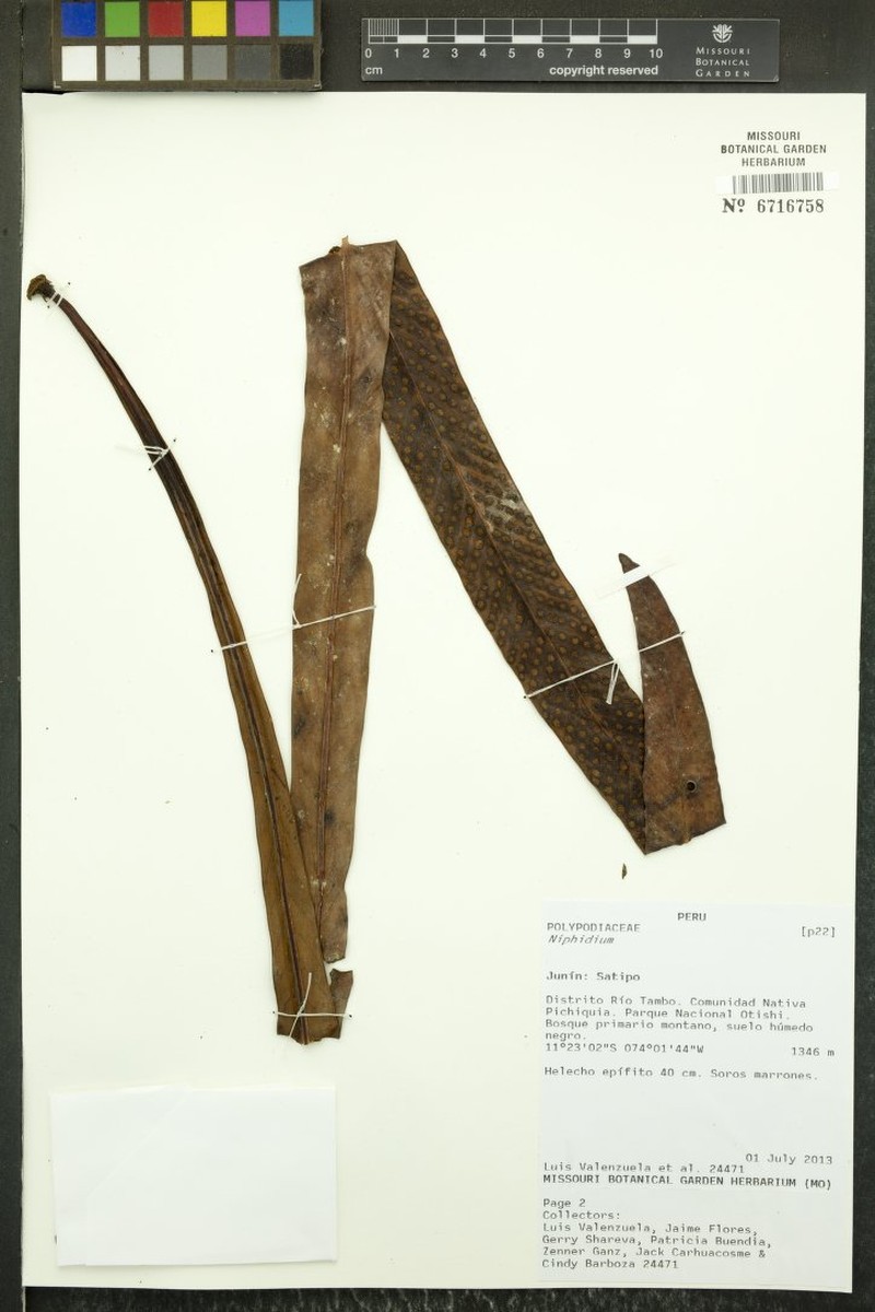 Niphidium carinatum photo 5