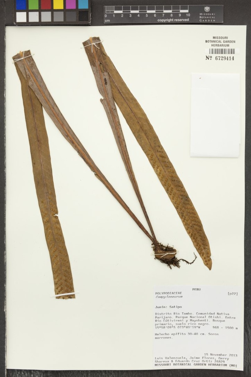 Niphidium carinatum photo 6