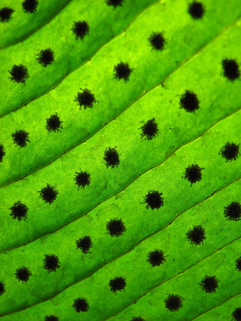 Graceful Fern photo 2