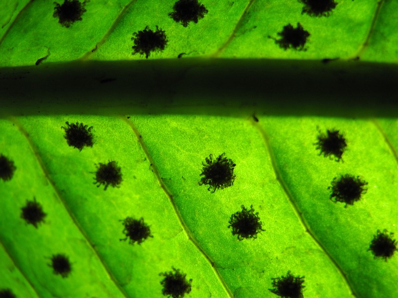 Graceful Fern photo 3
