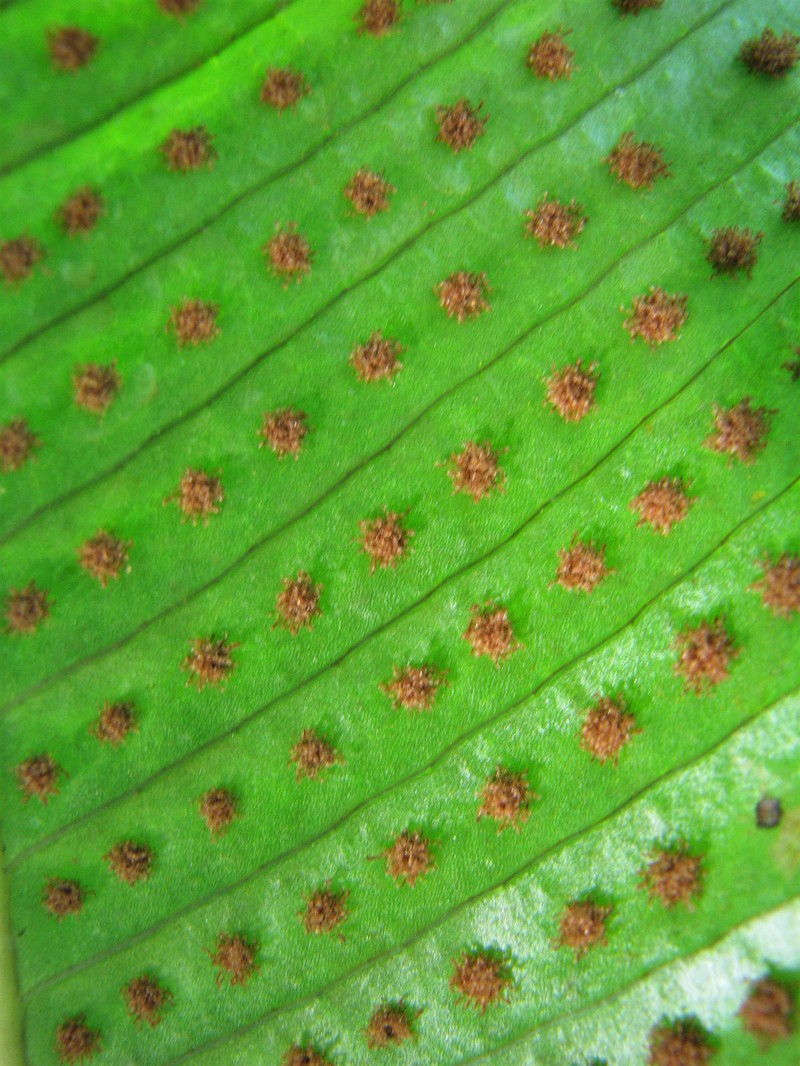 Graceful Fern photo 4