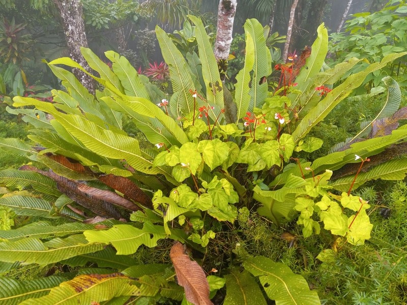 Graceful Fern photo 3