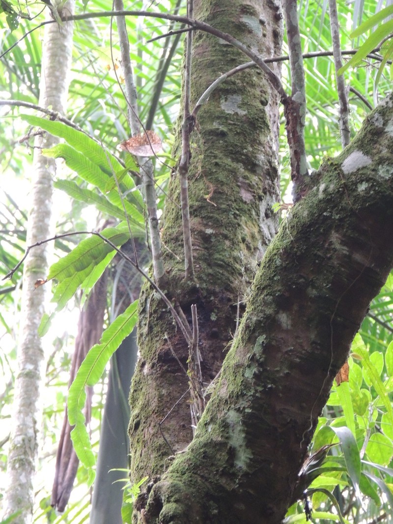 Graceful Fern photo 4
