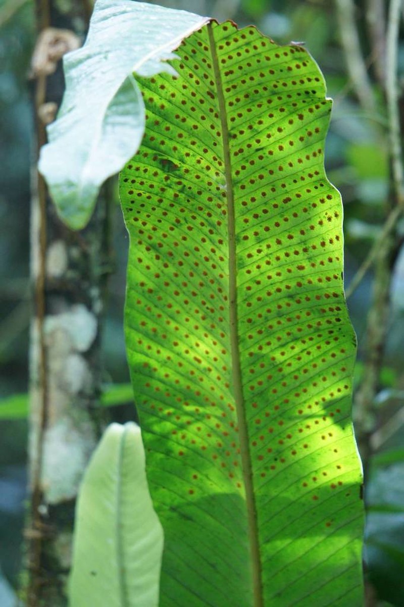 Graceful Fern photo 5