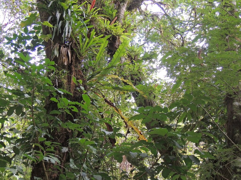 Graceful Fern photo 6