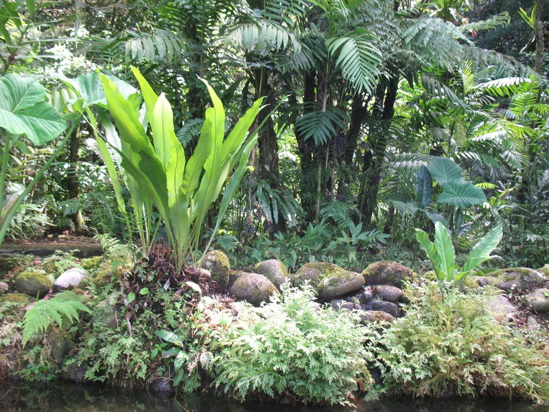 Graceful Fern photo 7