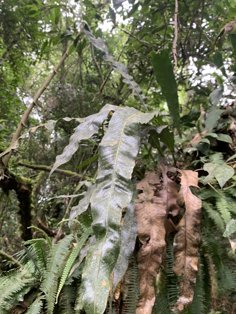 Graceful Fern photo 8