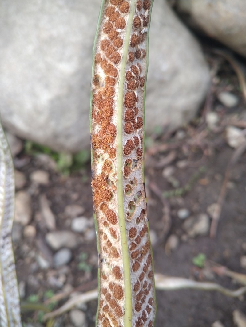 Niphidium longifolium