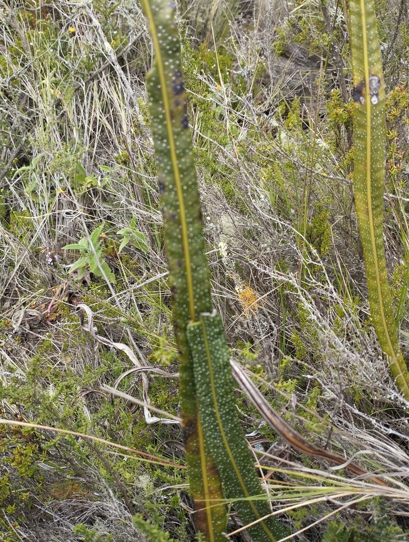 Niphidium longifolium photo 2