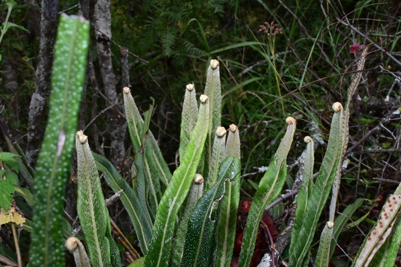 Niphidium longifolium photo 3